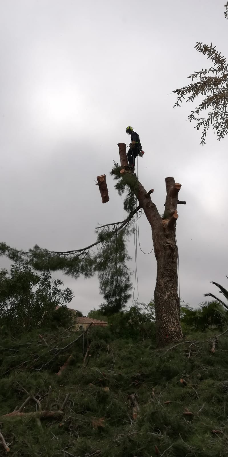 Abattage d'arbre professionnel