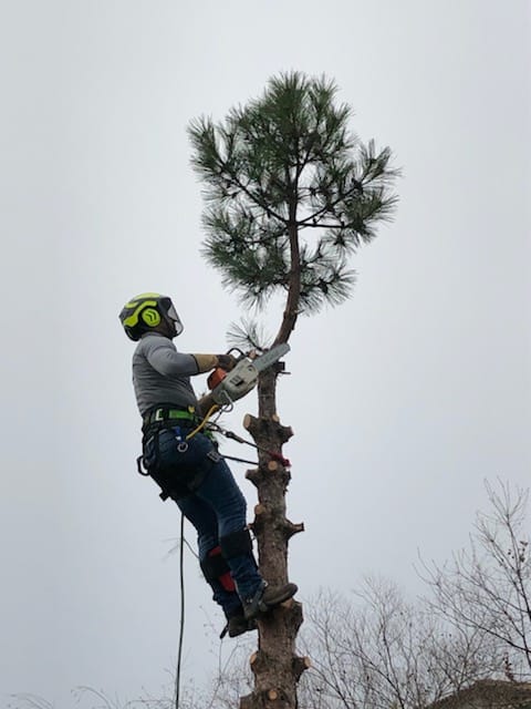 Élagueur professionnel en intervention