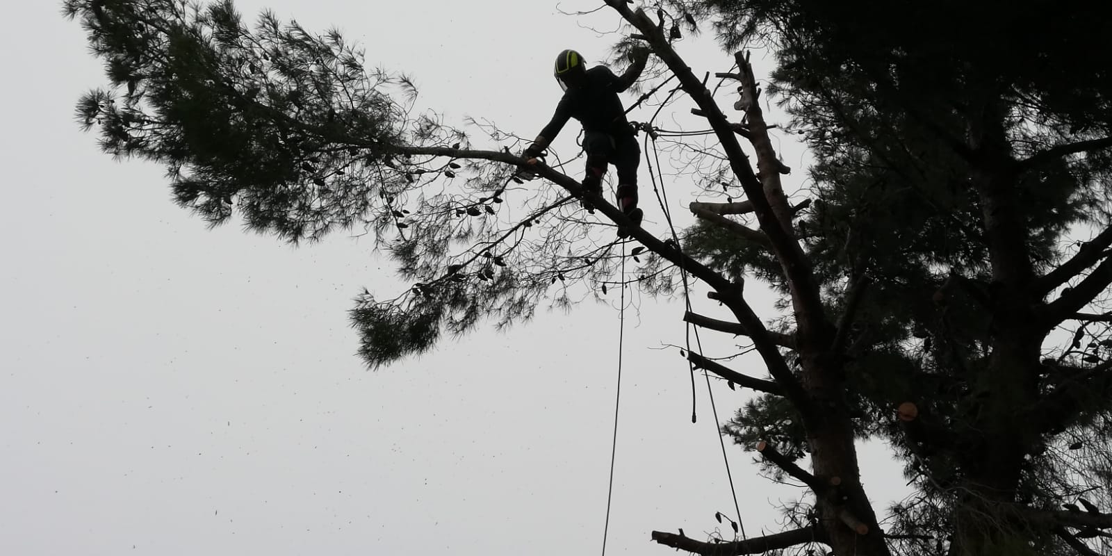 Élagage d'arbre professionnel